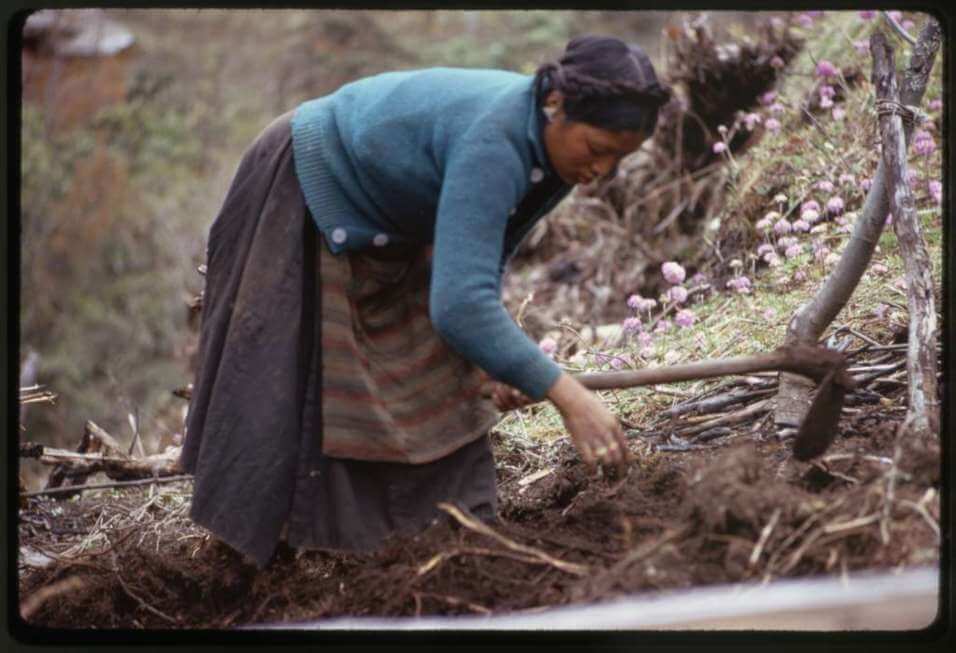 woman soil